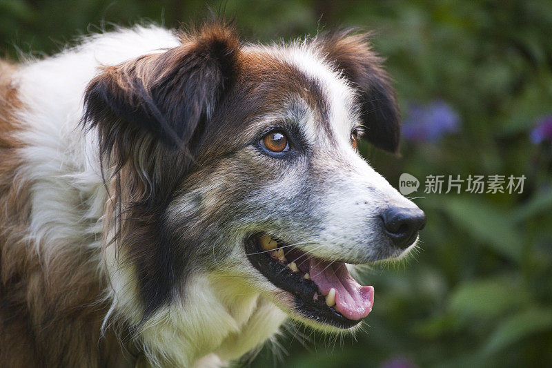 威尔士边境牧羊犬狗的肖像