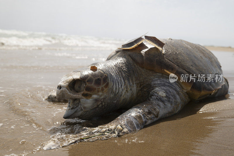 海边的海滩上有一只死海龟。