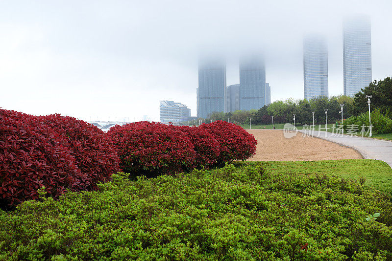 中国山东省日照市，花儿在春雨中绽放