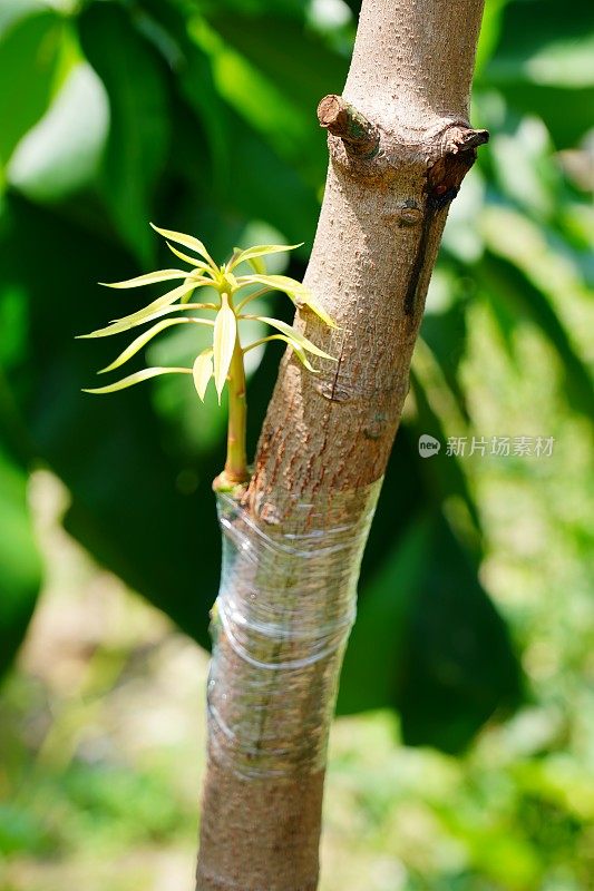 嫁接芒果树