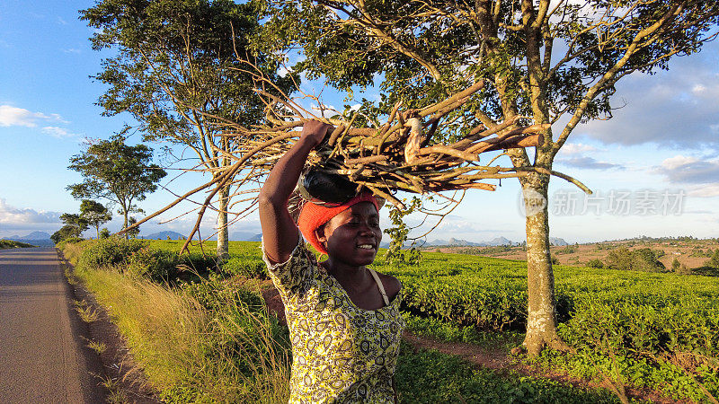 一名年轻的非洲妇女站在路边，头上顶着一捆柴火，旁边是一个茶园