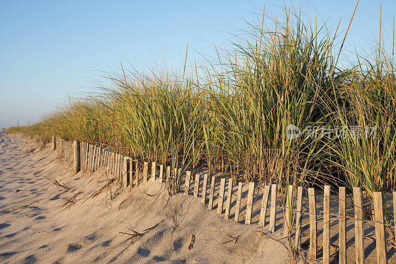 日出时的沙丘围栏和芦苇