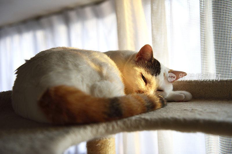 猫在日落中睡觉的特写镜头