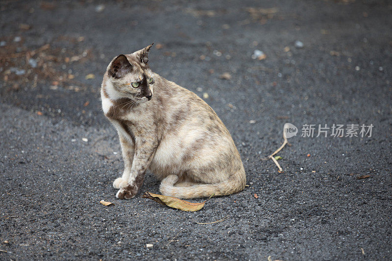 流浪猫遥望远方