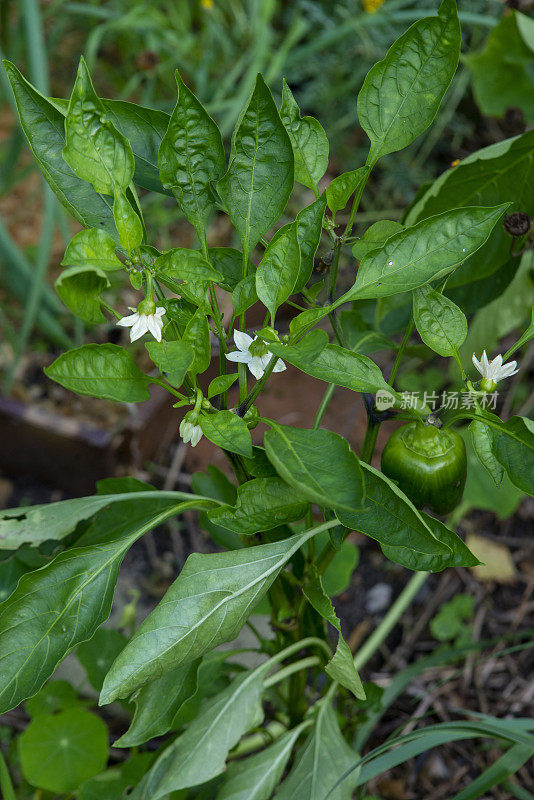 牙买加红辣椒在植株上成熟