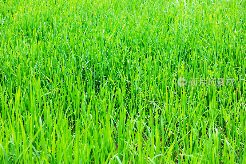 在Phitsanulok省明亮的绿色稻田