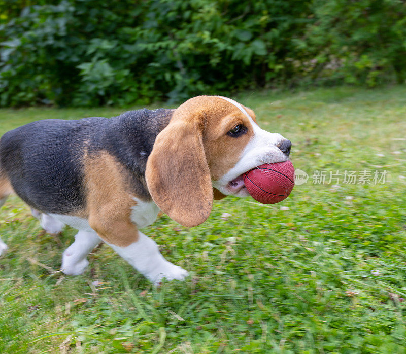 可爱的小猎犬小狗在草地上奔跑的特写，在侧面，嘴里衔着红色的球
