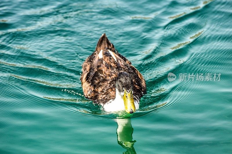 鸭子游过倒影湖