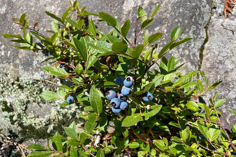 采摘野生蓝莓-在加拿大安大略省北部荒野的户外生存