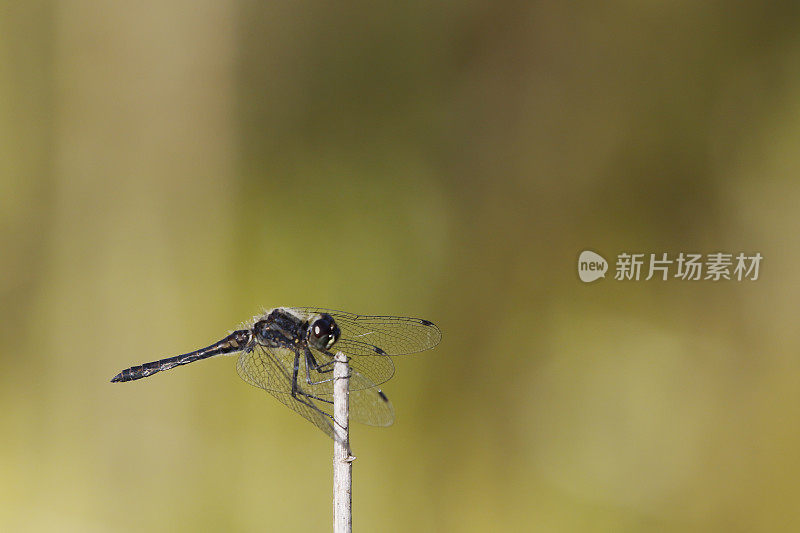 黑刺蜻蜓(斑蝶纲)
