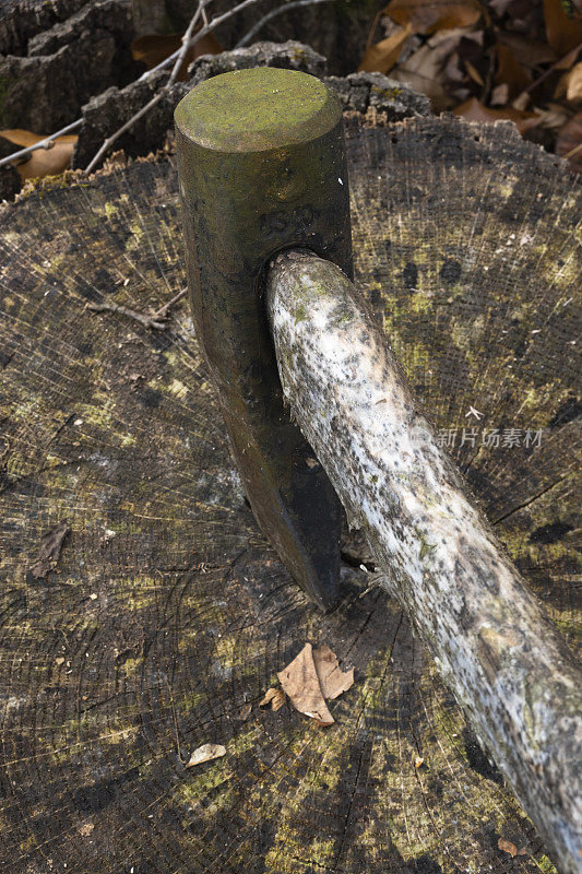 斧头绑在一所房子后院的一棵老树上。
