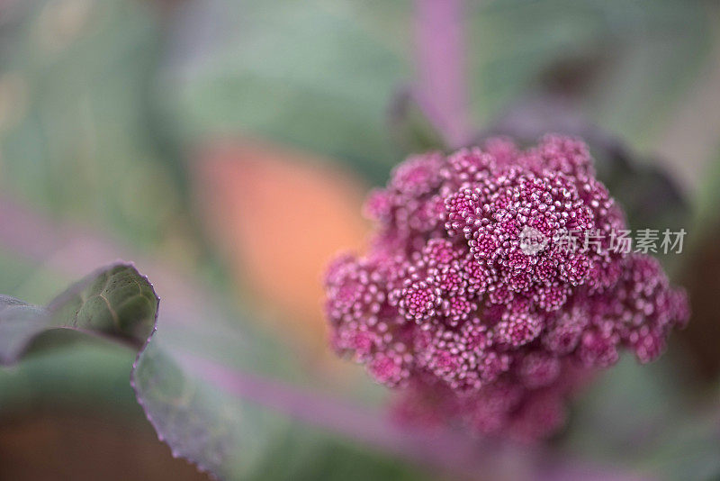 新鲜紫芽花椰菜在冬季菜园