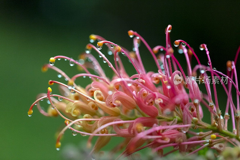 特写美丽的班克西亚花雨后，微距摄影，背景复制空间