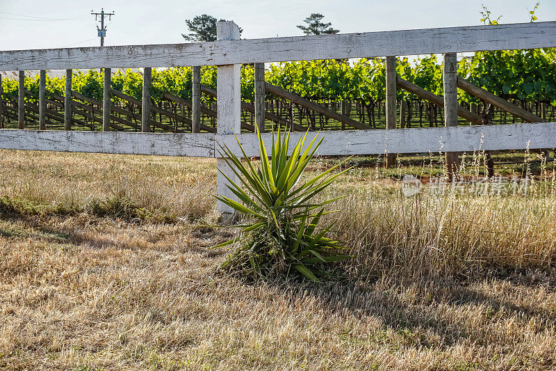 葡萄酒种植园旁边的一种植物。