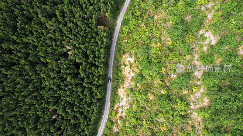 穿越森林的公路旅行