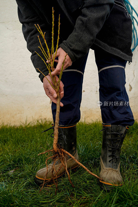 成熟的人在后院里种一棵树