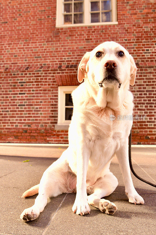 波士顿老州议会大厦的拉布拉多寻回犬