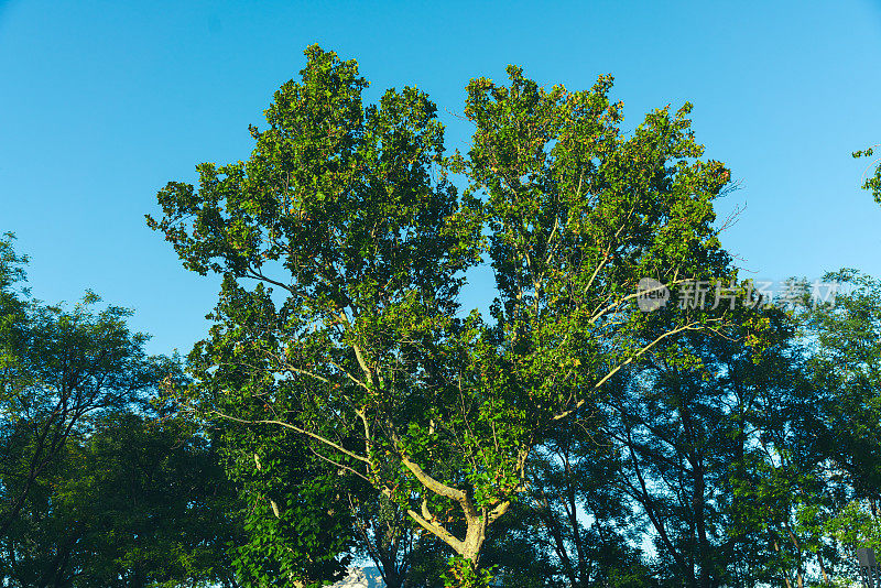 公园的背景。阳光明媚的夏天