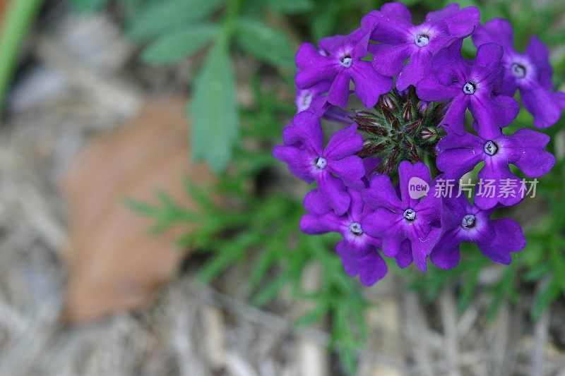 深紫色马鞭草花