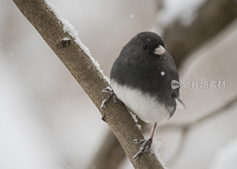 雪中的黑菲比