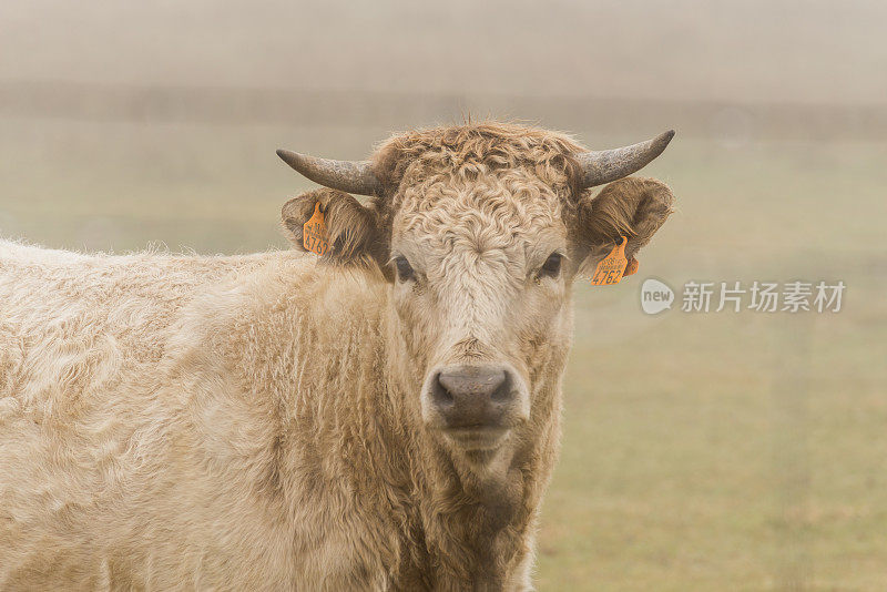 一头漂亮的小牛犊看着镜头