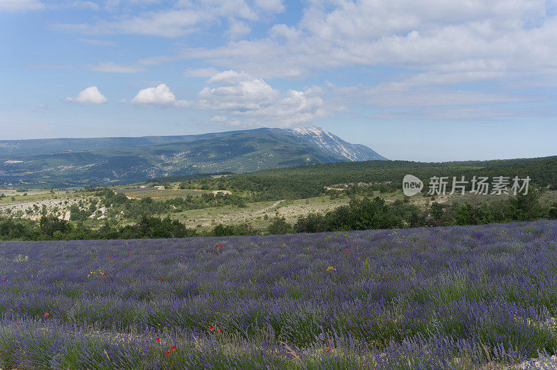 薰衣草田和文图山