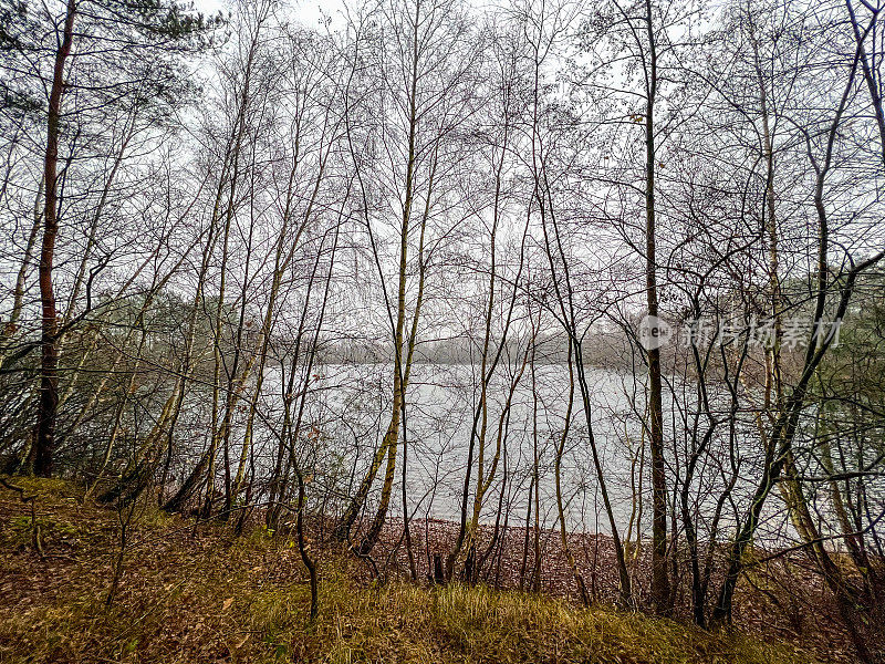透过树木看到冬天的湖泊。