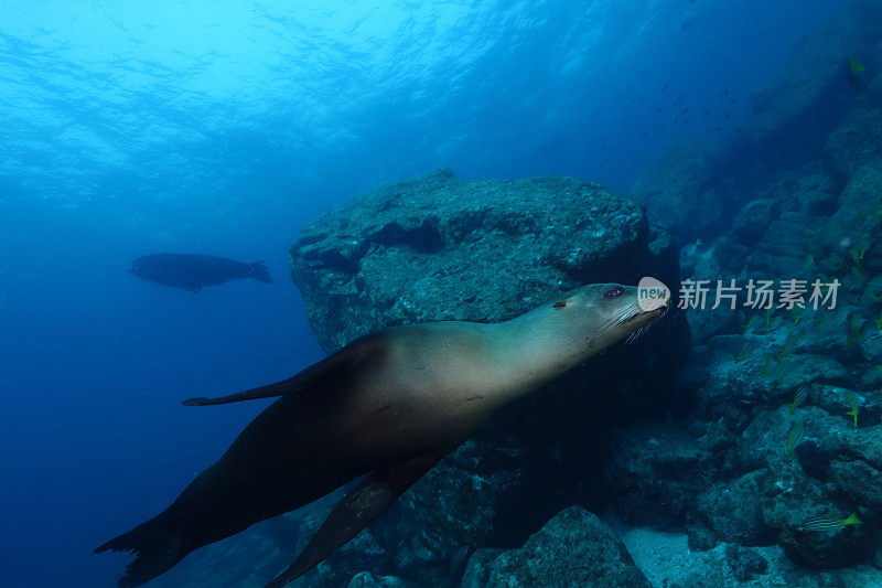 加州海狮