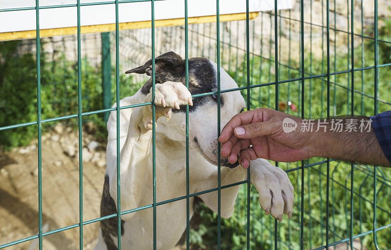 在当地收容所的笼子里，一只被收养的狗，一名男子的手抚摸着狗