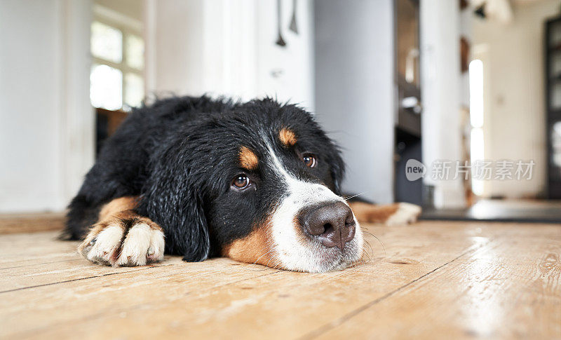 黑狗躺在家里的硬木地板上的特写