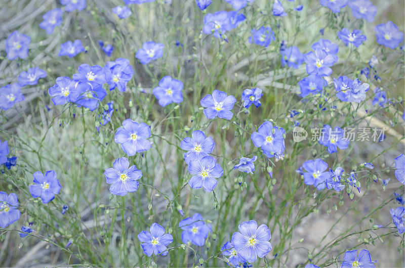 路易斯亚麻的蓝色花朵