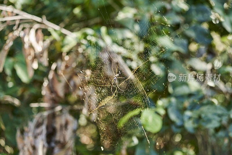 巴西，潘塔纳尔，又名尼菲拉，通常是金丝圆织蜘蛛，金丝蜘蛛，或香蕉蜘蛛，坐在一张由金丝织成的蛛网的中央