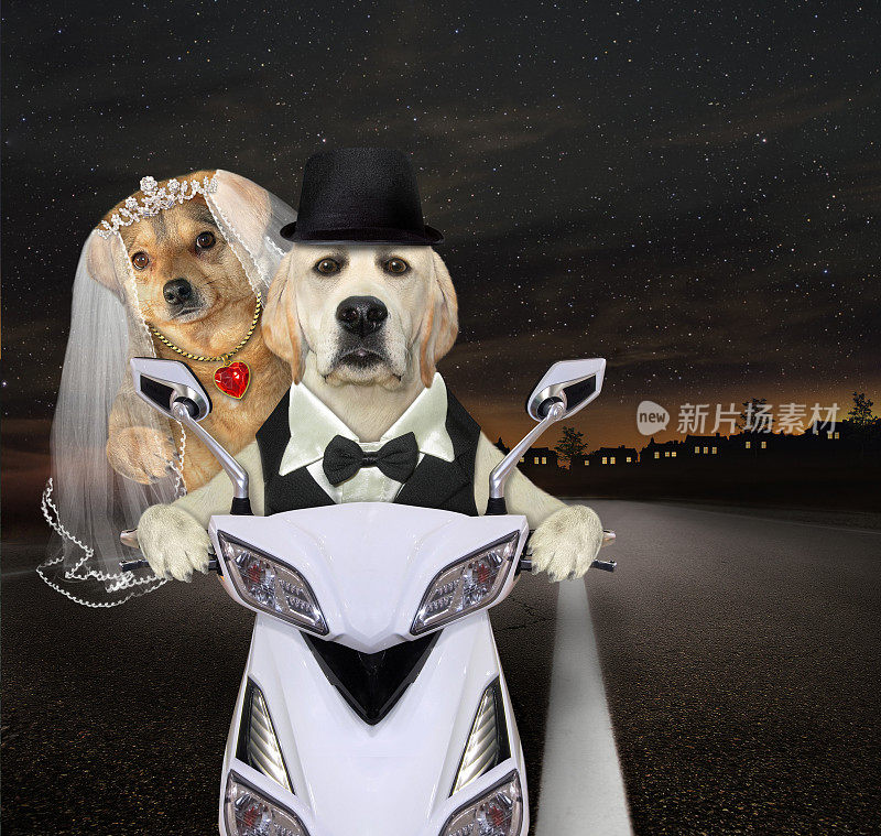 新婚的狗骑着白色的摩托车