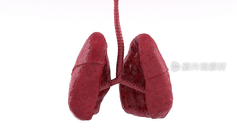 解剖人类肺部