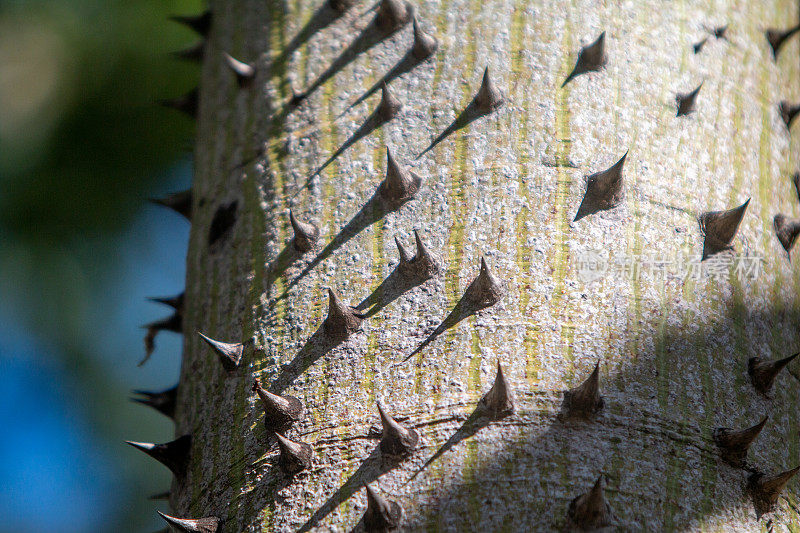西班牙瓦伦西亚的丝绵树上的刺