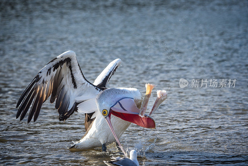 澳洲鹈鹕(大鳞鹈鹕)