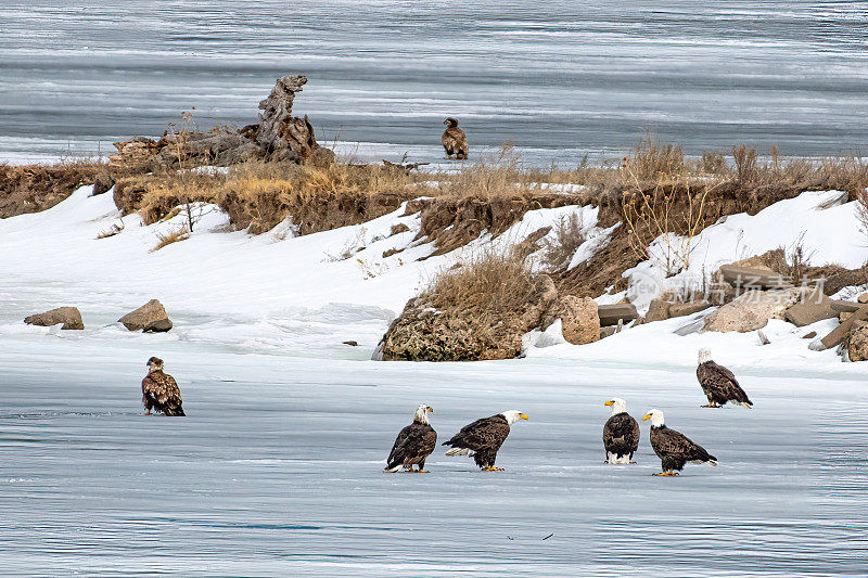 内布拉斯加州，七只白头鹰站在冰冻的湖面上