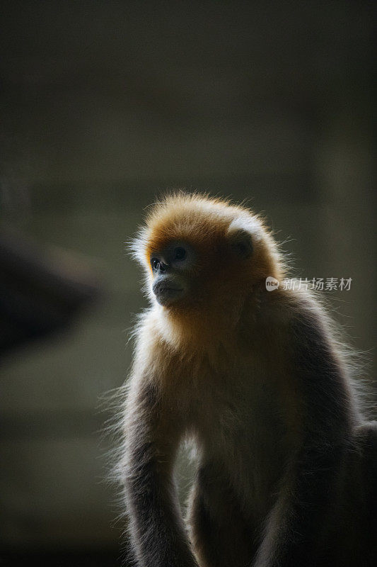 阳光下的金丝猴