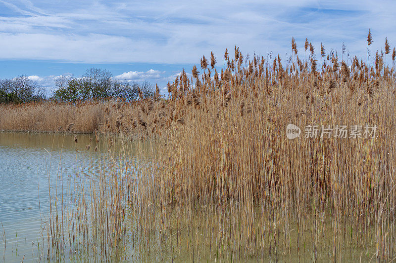 在英国剑桥郡的乡村，芦苇生长在流经沼泽的河边。