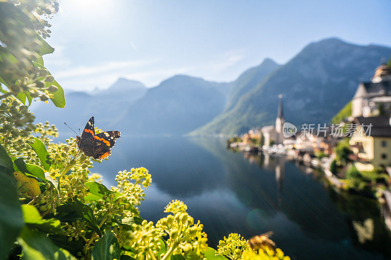 夏末的一天，奥地利迷离哈尔斯塔特门前的蝴蝶