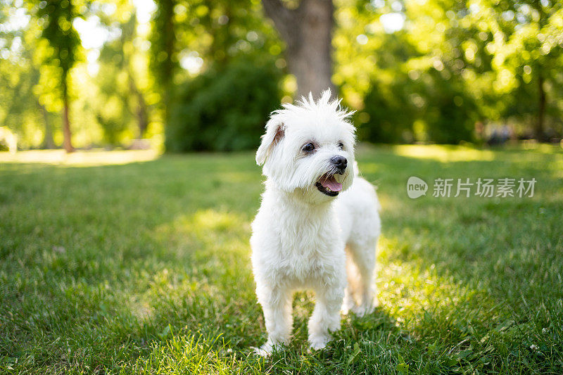 这只马耳他犬在阳光明媚的夏日公园里