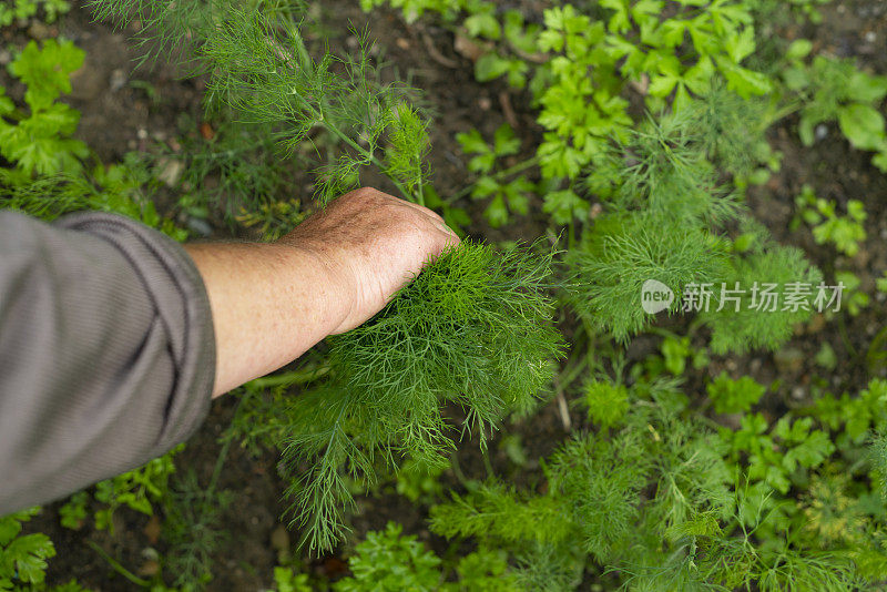 农场女工正在花园里采摘新鲜的有机小茴香。