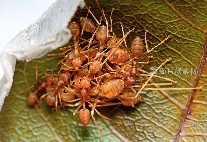 蚂蚁群落对叶巢的影响——动物行为。