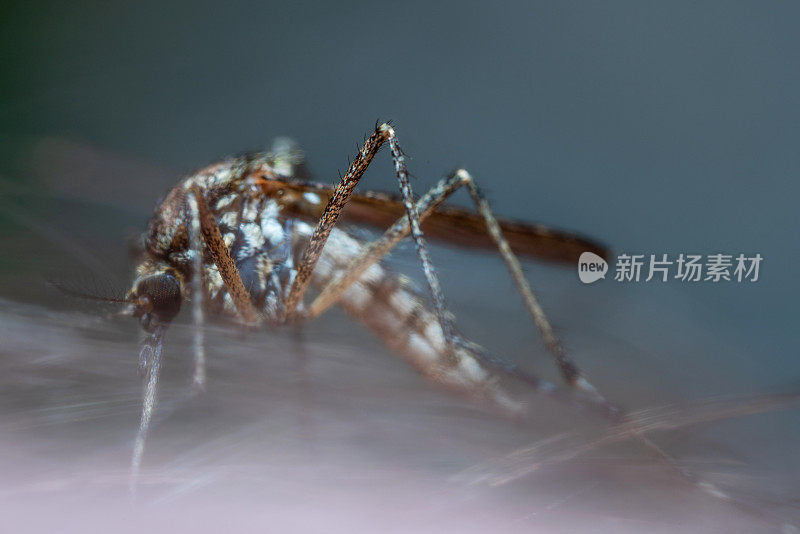 蚊子在男性手上吸血的特写镜头