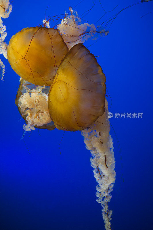 在温哥华水族馆的海荨麻水母
