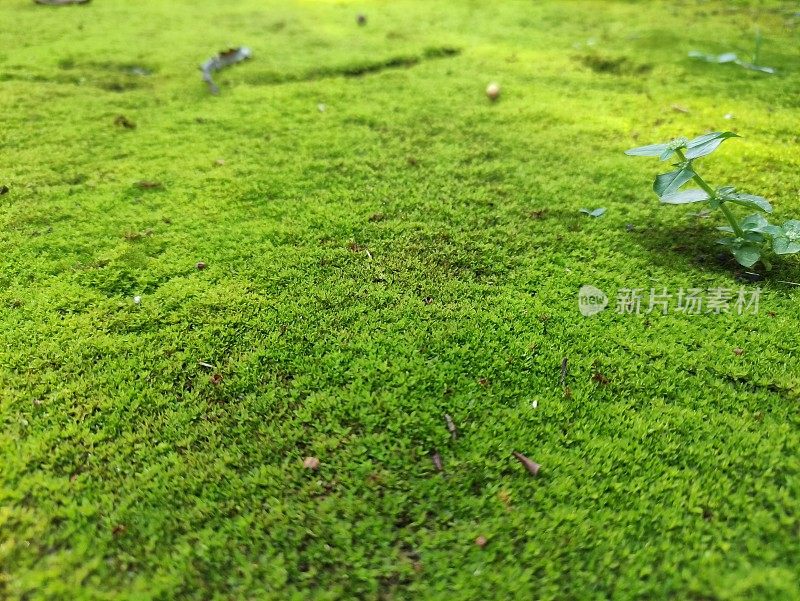 苔藓植物生长在地下。