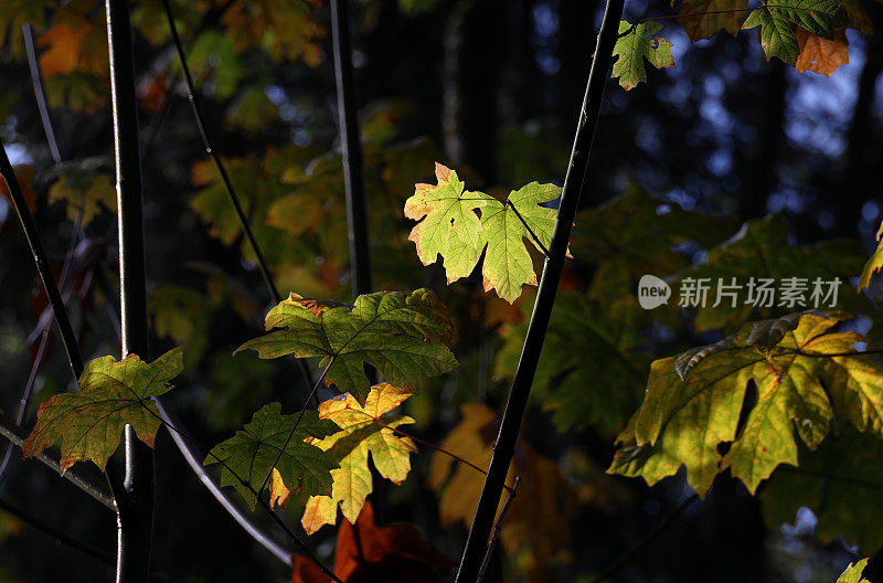 背面点燃枫叶在大温哥华，加拿大