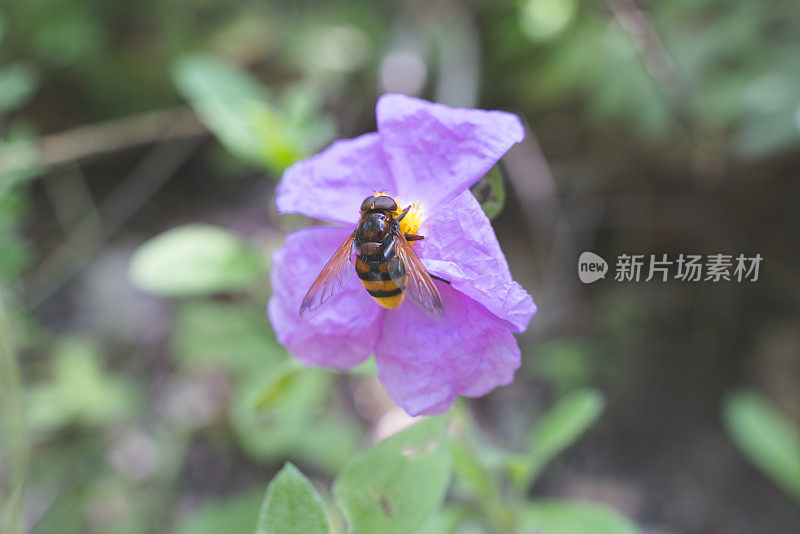 蜜蜂在花库存照片