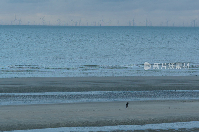北海远处的海上风车，前面是沙滩和狗的剪影