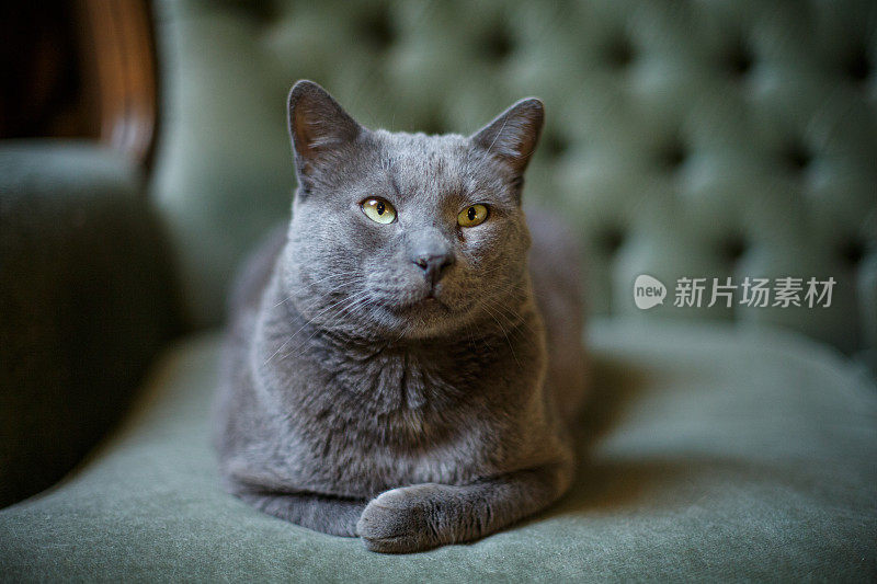 特写灰色短毛猫躺在家里的沙发上，专注地看着别处